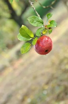 Red apple on a branch Stock Photos