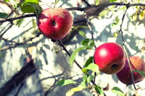 Red apple on a branch. Stock Photos