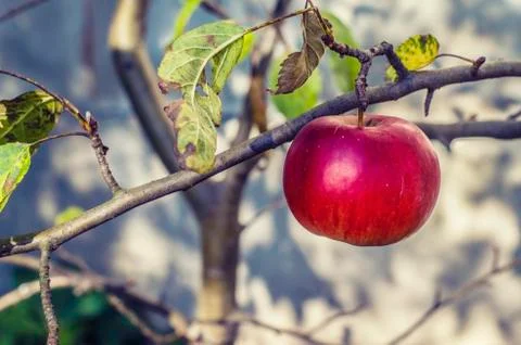 Red apple on a branch. Stock Photos