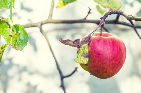 Red apple on a branch. Stock Photos