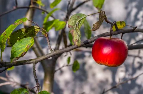 Red apple on a branch. Stock Photos