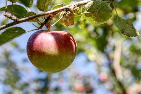 Red Apple on the Branch Fotos Stock