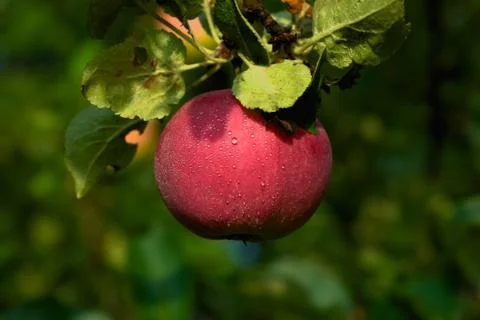 Red apple on branch. Stock Photos