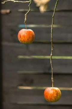 A red apple on a branch from which all the leaves have fallen, a frozen apple Stock Photos