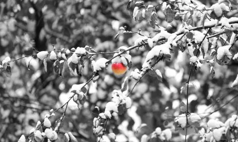 Red apple on a branch in winter. Stock Photos