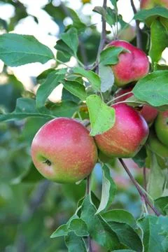 Red Apple Bunch Stock Photos