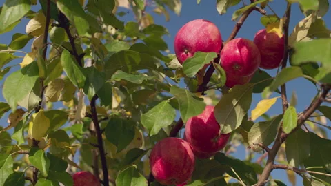 Red Apple Bushel in a Tree Stock Footage 270996010