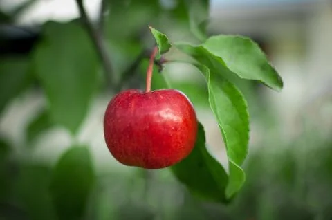 Red apple on a close-up branch Stock Photos