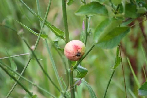 Red apple closeup view with selective focus on foreground Foto stock