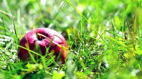 Red apple down falling down in green grass Stock Footage 59086535