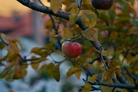 Red apple on dry tree Photos