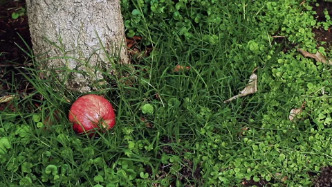 Red Apple Falling on Grass Next to Tree Trunk - 4K Stock Footage 339607647