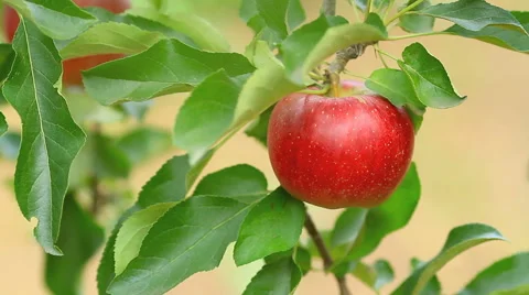 Red apple falls to the ground. Stock Footage 42320011