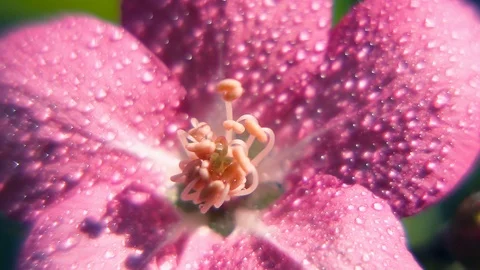 Red apple flower closeup with changing focus. Morning dews on sensual petals Vidéo 124054688