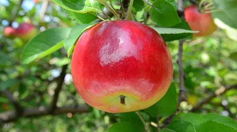 Red Apple Stock Footage 8540746