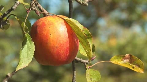 Red Apple Stock Footage 8849811