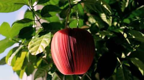 Red apple Stock Footage 10765623