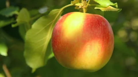 Red apple. Stock Footage 12511225