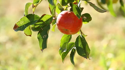 Red Apple Video stock 28677265