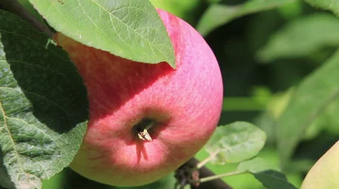 Red apple Stock Footage 49076758