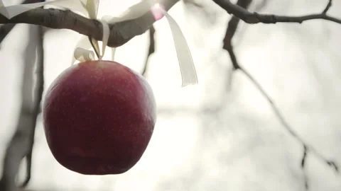 Red apple Stock Footage 133491795