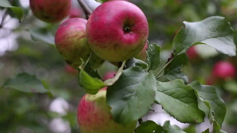 Red apple Stock Footage 160931546