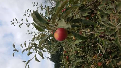 Red apple fruit on tree with green leaves Stock Photos