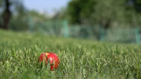 Red apple in the grass. Stock Footage 120305261
