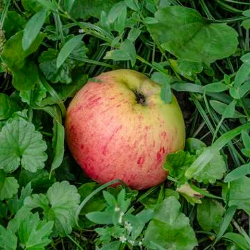 Red Apple In The Grass. Stock Photos