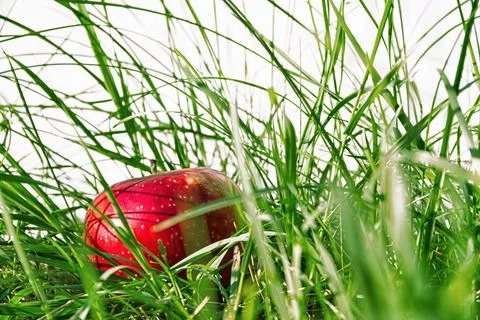 Red apple in the grass Stock Photos