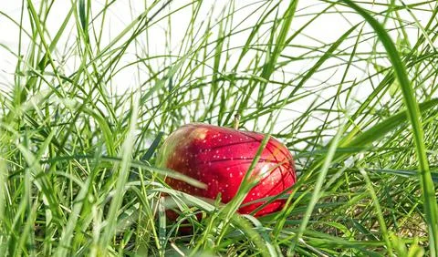 Red apple in the grass Stock Photos