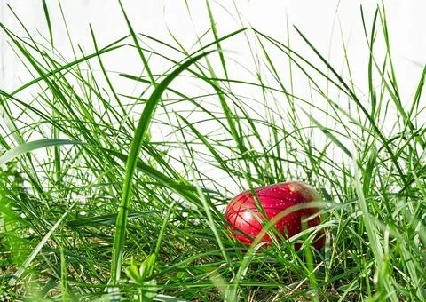 Red apple in the grass Stock Photos