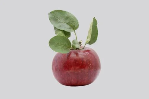 Red apple on a gray background. Stock Photos