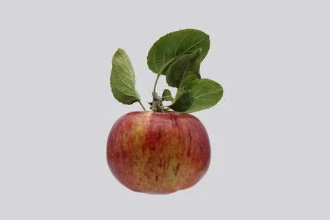 Red apple on a gray background. Stock Photos