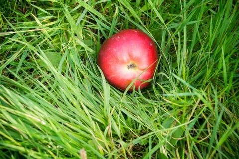 Red Apple on Green Grass Stock Photos