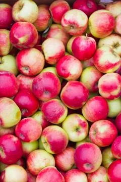 Red apple group Stock Photos