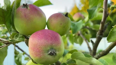 Red apple grow on a branch. Selective focus at apple Stock Footage 269150119