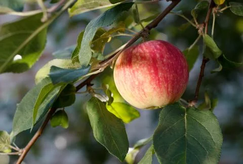 Red apple growing on tree Stock Photos