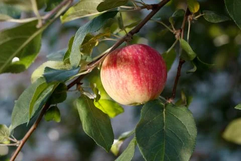 Red apple growing on tree Stock Photos
