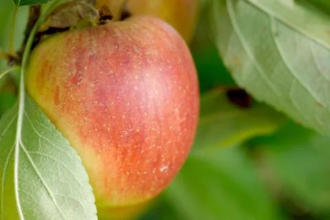 Red apple growing on tree. Stock Photos