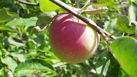 Red apple growing on tree. Shallow DOF Stock Footage 161069282