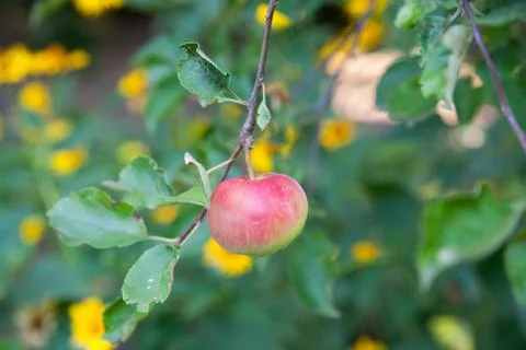 Red apple growing on tree. Shallow DOF Stock Photos