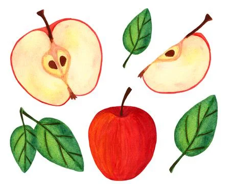 Red apple, half with seeds and leaves collection isolated on white background Stock Illustration