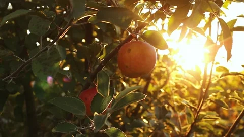 Red Apple hanging on branch of apple tree in orchard. Fruit Autumn harvest in Stock Footage 167168505