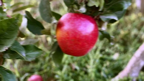 Red Apple hanging on branch of apple tree in orchard. Fruit Autumn harvest in Stock Footage 167237720