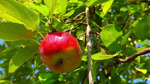 Red apple hanging on a tree. 4K. FULL HD, 4096x2304 库存影片 36349747