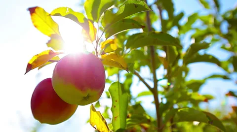 Red apple hanging on a tree. 4K. FULL HD, 4096x2304 Stock Footage 36407038