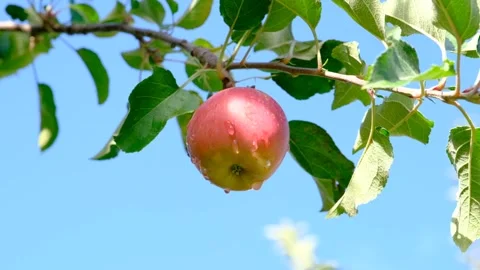 Red apple hanging on tree branch Stock Footage 165161588