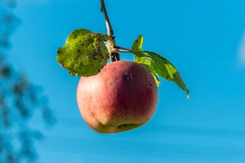 Red apple hanging from tree branch with green leaves and blue sky in the ba.. Stock Photos