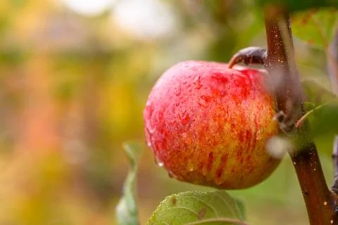 Red apple hanging on tree branch with rain droplets in orchard during autum.. 스톡 사진